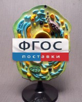 Модель "Клетка растения" - fgospostavki.ru - Новочеркасск
