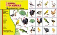 Демонстрационные карточки "Птицы домашние и декоративные" - fgospostavki.ru - Новочеркасск