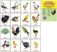 Раздаточные карточки "Птицы домашние и декоративные" - fgospostavki.ru - Новочеркасск
