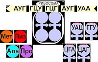 Модель-аппликация "Биосинтез белка" (ламинированная) - fgospostavki.ru - Новочеркасск