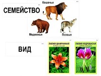 Модель-аппликация "Классификация растений и животных" (ламинированная) - fgospostavki.ru - Новочеркасск