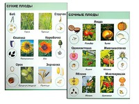 Коллекция "Семена и плоды" - fgospostavki.ru - Новочеркасск