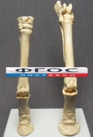 Скелет конечности лошади (передняя и задняя) на подставке - fgospostavki.ru - Новочеркасск