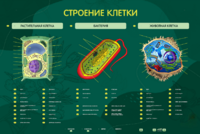 Электрифицированный стенд "Строение клетки" с маркерными полями - fgospostavki.ru - Новочеркасск