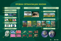 Электрифицированный стенд "Уровни организации жизни" - fgospostavki.ru - Новочеркасск