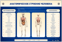 Электрифицированный стенд-тренажер c макетом скелета "Анатомическое строение человека" - fgospostavki.ru - Новочеркасск