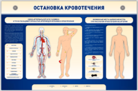 Электрифицированный стенд-тренажер "Остановка кровотечения" - fgospostavki.ru - Новочеркасск