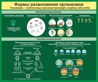 Стенд "Формы размножения организмов" - fgospostavki.ru - Новочеркасск