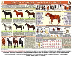 Комплект плакатов "Служебное коневодство" - fgospostavki.ru - Новочеркасск