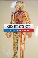 Модель барельефная "Кровеносная система человека" - fgospostavki.ru - Новочеркасск
