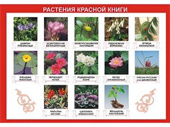 Таблица демонстрационная "Растения Красной книги" (винил 100*140) - fgospostavki.ru - Новочеркасск