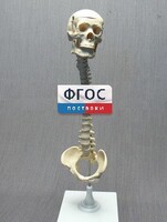 Модель "Позвоночник с черепом и тазом" - fgospostavki.ru - Новочеркасск