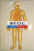 Модель барельефная "Нервная система человека" - fgospostavki.ru - Новочеркасск