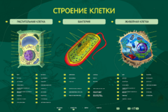 Электрифицированный стенд "Строение клетки" с маркерными полями - fgospostavki.ru - Новочеркасск