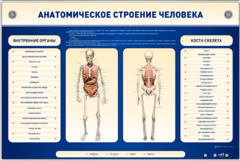 Электрифицированный стенд-тренажер c макетом скелета "Анатомическое строение человека" - fgospostavki.ru - Новочеркасск
