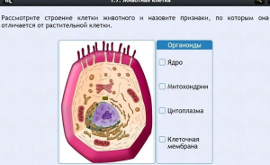 Интерактивные курсы. Биология 8 класс. Базовый - fgospostavki.ru - Новочеркасск