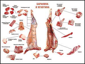 Таблица "Правила разделки мясных туш. Баранина и ягнятина" (100х140 сантиметров, винил) - fgospostavki.ru - Новочеркасск