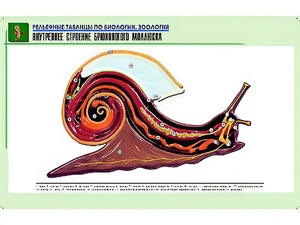 Рельефная таблица "Внутреннее строение брюхоногого моллюска" (формат А1, матовое ламинирование) - fgospostavki.ru - Новочеркасск