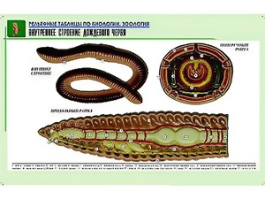 Рельефная таблица "Внутреннее строение дождевого червя" (формат А1, матовое ламинирование) - fgospostavki.ru - Новочеркасск