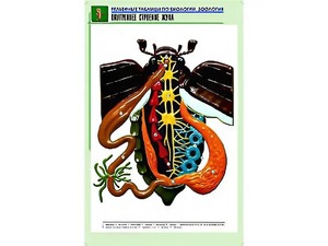 Рельефная таблица "Внутреннее строение жука" (формат А1, матовое ламинирование) - fgospostavki.ru - Новочеркасск