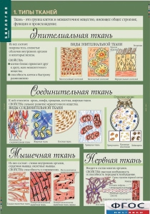 Комплект таблиц. Биология 8-9 класс. Человек. - fgospostavki.ru - Новочеркасск