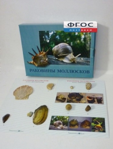 Коллекция "Раковины моллюсков" - fgospostavki.ru - Новочеркасск
