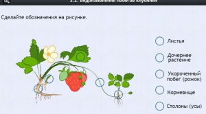 Интерактивные курсы. Биология 7 класс. Расширенный. - fgospostavki.ru - Новочеркасск