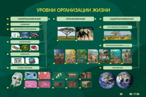 Электрифицированный стенд "Уровни организации жизни" - fgospostavki.ru - Новочеркасск