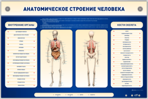 Электрифицированный стенд-тренажер c макетом скелета "Анатомическое строение человека" - fgospostavki.ru - Новочеркасск