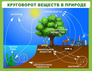 Стенд "Круговорот веществ" - fgospostavki.ru - Новочеркасск