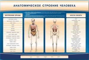 Электрифицированный стенд-тренажер c макетом скелета "Анатомическое строение человека" - fgospostavki.ru - Новочеркасск