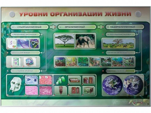 Электрифицированный стенд "Уровни организации жизни" - fgospostavki.ru - Новочеркасск