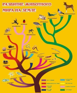 Стенд "Развитие животного мира на земле" - fgospostavki.ru - Новочеркасск