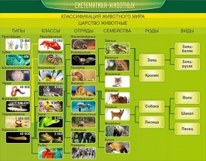 Стенд "Систематика животных" - fgospostavki.ru - Новочеркасск