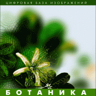 Ботаника. (Цифровая база изображений) - fgospostavki.ru - Новочеркасск