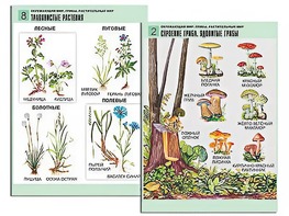 Комплект таблиц "Окружающий мир. Грибы. Растительный мир" (12 таблиц, А1, ламинированные) - fgospostavki.ru - Новочеркасск
