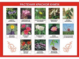 Таблица демонстрационная "Растения Красной книги" (винил 100*140) - fgospostavki.ru - Новочеркасск