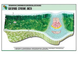 Рельефная таблица "Клеточное строение листа" (формат А1, матовое ламинирование) - fgospostavki.ru - Новочеркасск