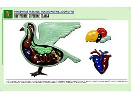 Рельефная таблица "Внутреннее строение голубя" (формат А1, матовое ламинирование) - fgospostavki.ru - Новочеркасск