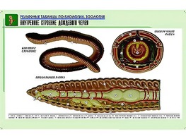 Рельефная таблица "Внутреннее строение дождевого червя" (формат А1, матовое ламинирование) - fgospostavki.ru - Новочеркасск