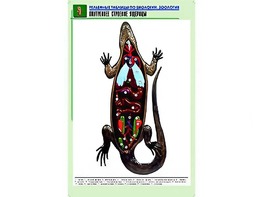 Рельефная таблица "Внутреннее строение ящерицы" (формат А1, матовое ламинирование) - fgospostavki.ru - Новочеркасск