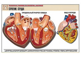 Рельефная таблица "Строение сердца" (формат А1, матовое ламинирование) - fgospostavki.ru - Новочеркасск