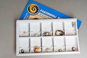 Коллекция "Раковины моллюсков" - fgospostavki.ru - Новочеркасск