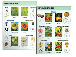 Коллекция "Семена и плоды" - fgospostavki.ru - Новочеркасск