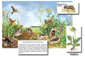 Магнитный плакат-аппликация "Луг: биоразнообразие и взаимосвязи в сообществе" - fgospostavki.ru - Новочеркасск