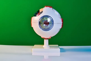 Модель глаза - fgospostavki.ru - Новочеркасск