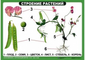 Комплект таблиц "Ознакомление с окружающим миром 1-4 класс" - fgospostavki.ru - Новочеркасск